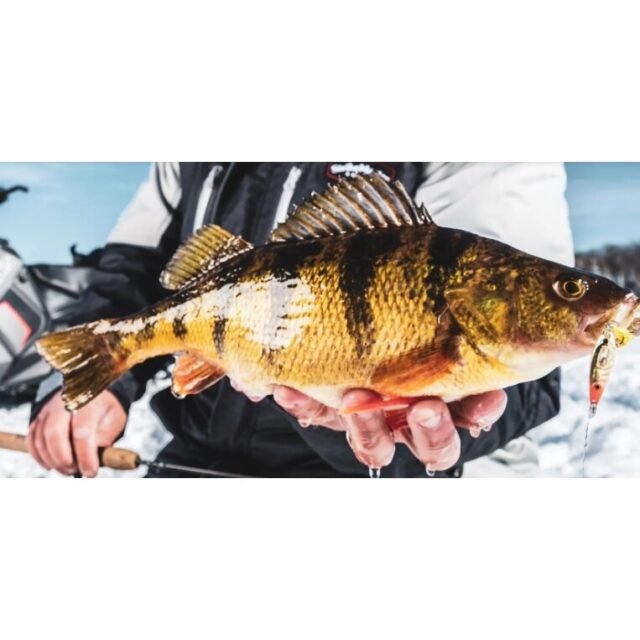 Blizgė žieminė RATTLING ICE Roach Rapala - Image 2