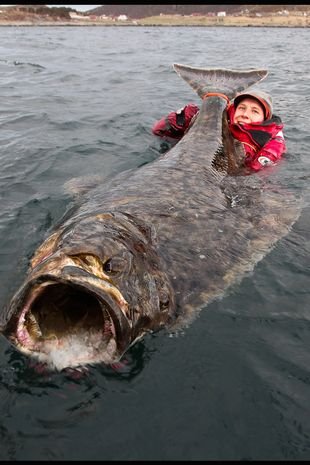 Guminukas jūrinis Kinetic Big Bob 730g 40cm Polac Saidos mailius BIG Halibutų Didelių Menkių Žvejybai Norvegijoje - Image 2