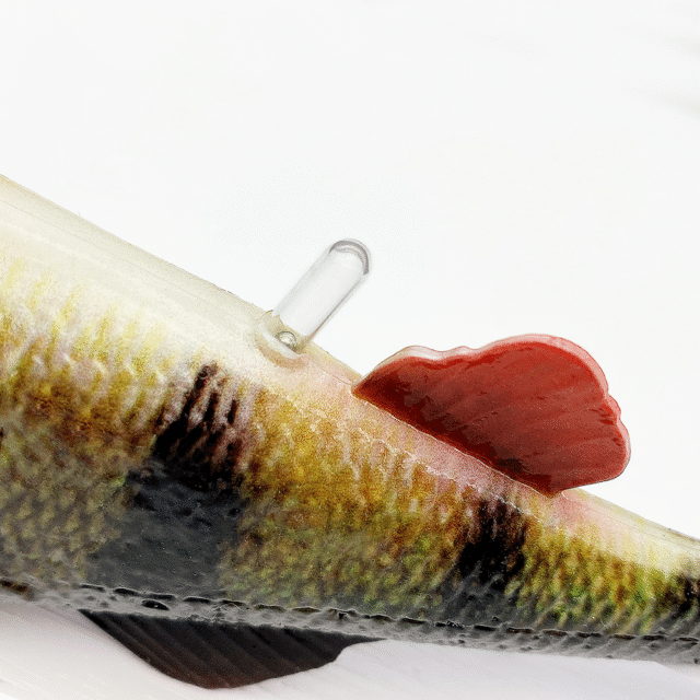 GUMINUKAS KVAPNUS SAVAGE GEAR 4D PERCH SHAD BULK 175mm 68g - Image 3