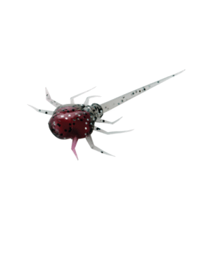Avižadrebis Guminukas su aminorūgštim 13Fishing USA ir baltymais Coconut Crab 6vnt 3.2cm Rapala Palijoms Upėtakiams Ešeriams Karšiams