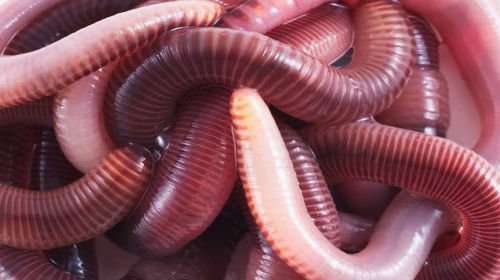 Gyvi Naktiniai sliekai 10vnt. iki 12-18cm - Image 2