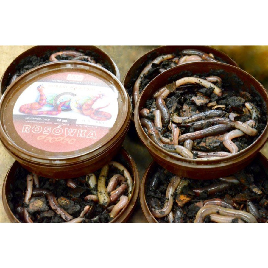 Gyvi Naktiniai sliekai 10vnt. iki 12-18cm - Image 4