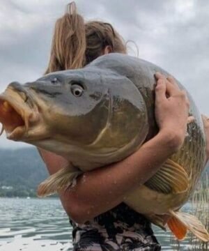 Jaukas Pašaras Žuvims Vilioti Expert Karšis Karpis Kuoja Raudė Lynas Karosas Aukšlė 100% natūralus