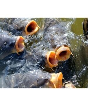 Jaukas Pašaras Žuvims Premium Turbo Karšis Karpis Kuoja Raudė Lynas Karosas Aukšlė 100% natūralus 0.9kg