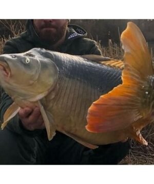 Jaukas Pašaras Žuvims Vilioti Power High Protein Bait daug baltymų turintis Karšis Karpis Kuoja Raudė Lynas Karosas 100% natūralus 2kg