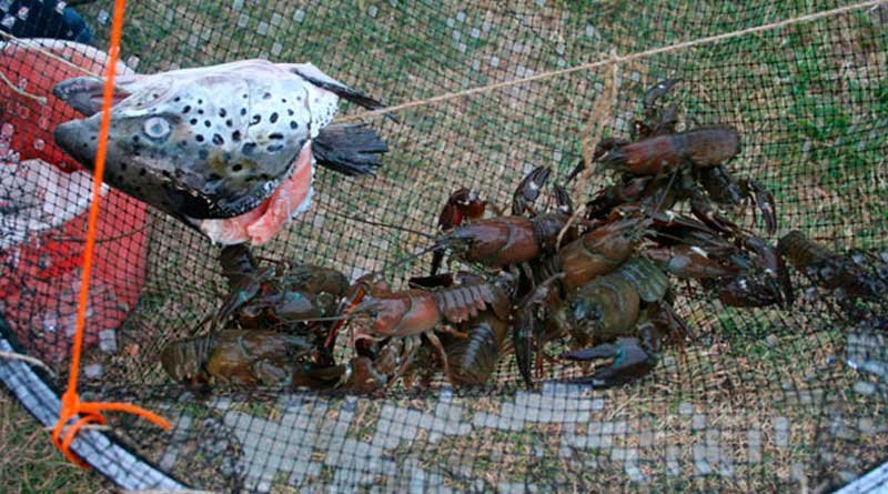 Kėselis vertikalus vėžiams gaudyklė su plūde ir masalo prisėgimo sistema Pagamintas Vokietijoje - Image 3