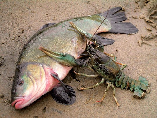 Kėselis vertikalus vėžiams gaudyklė su plūde ir masalo prisėgimo sistema Pagamintas Vokietijoje - Image 4