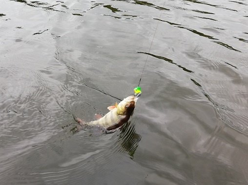 Legendinis Blizgių komplektas Mini Spinner su lapeliu 12g - Image 3