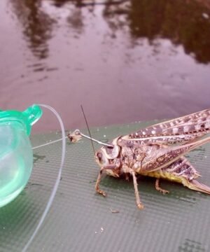 Alternative view of Plūdė Fluo žalsva kamuoliukas su 2 metalinėmis ausytėmis  35mm Plūduras 2vnt.