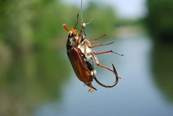 Plūdė Fluo žalsva kamuoliukas su 2 metalinėmis ausytėmis 35mm Plūduras 2vnt. - Image 3