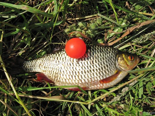 Plūdė Fluo žalsva kamuoliukas su 2 metalinėmis ausytėmis 35mm Plūduras 2vnt. - Image 4