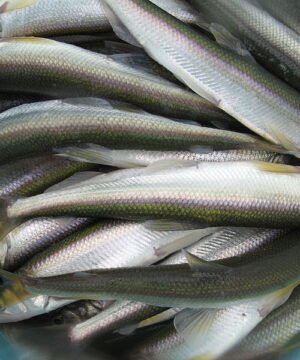 Alternative view of Purškiamas kvapas Eurobait made in Germany su feramonais žuvims 50ml / 30ml / 5ml Silkė Krevetė Česnakas Sardinė Sliekas Uodo trūklio Starkis