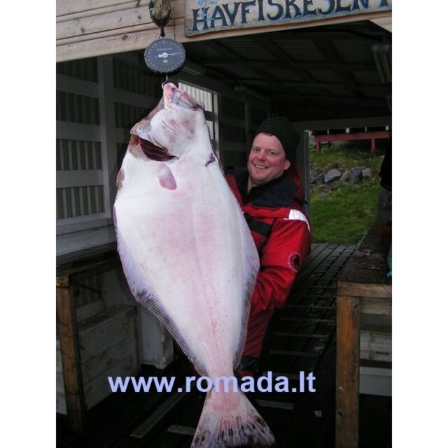 Sistema jūrinė Halibut strong į Norvegija su trišakiu - Image 4