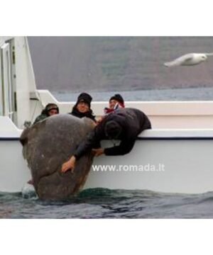 Alternative view of Sistema jūrinė Halibut strong į Norvegija su trišakiu
