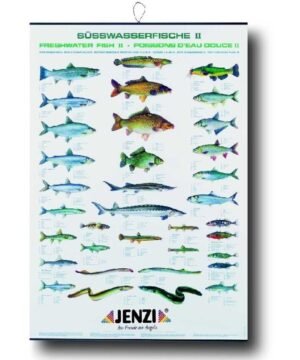 Žuvų Plakatas Mūsų Gėlavandenės žuvys 100x70cm Suvenyras Dovana Žvejui žvejybos tema Germany Freshwater Fish Europe