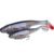 Shallow Albino