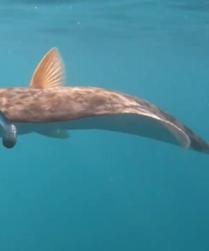 Guminukas jūrinis kvapnus 4D Herring Big Shad 32cm 560g UV + Kevlarinis "stingeris" Norvegijos Siaubas