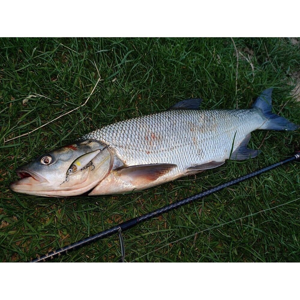 VOBLERIS Rapala X-Light Minnow 5cm 4g - Image 3