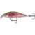 Rainbow Trout